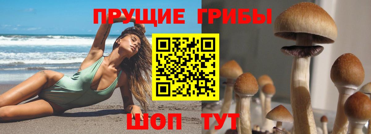 Владивосток  Галлюциногенные грибы Psilocybe  Вход с VPN 